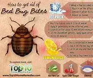 home remedies to get rid of bed bugs permanently