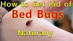 Natural Methods to Get Rid of Bed Bugs