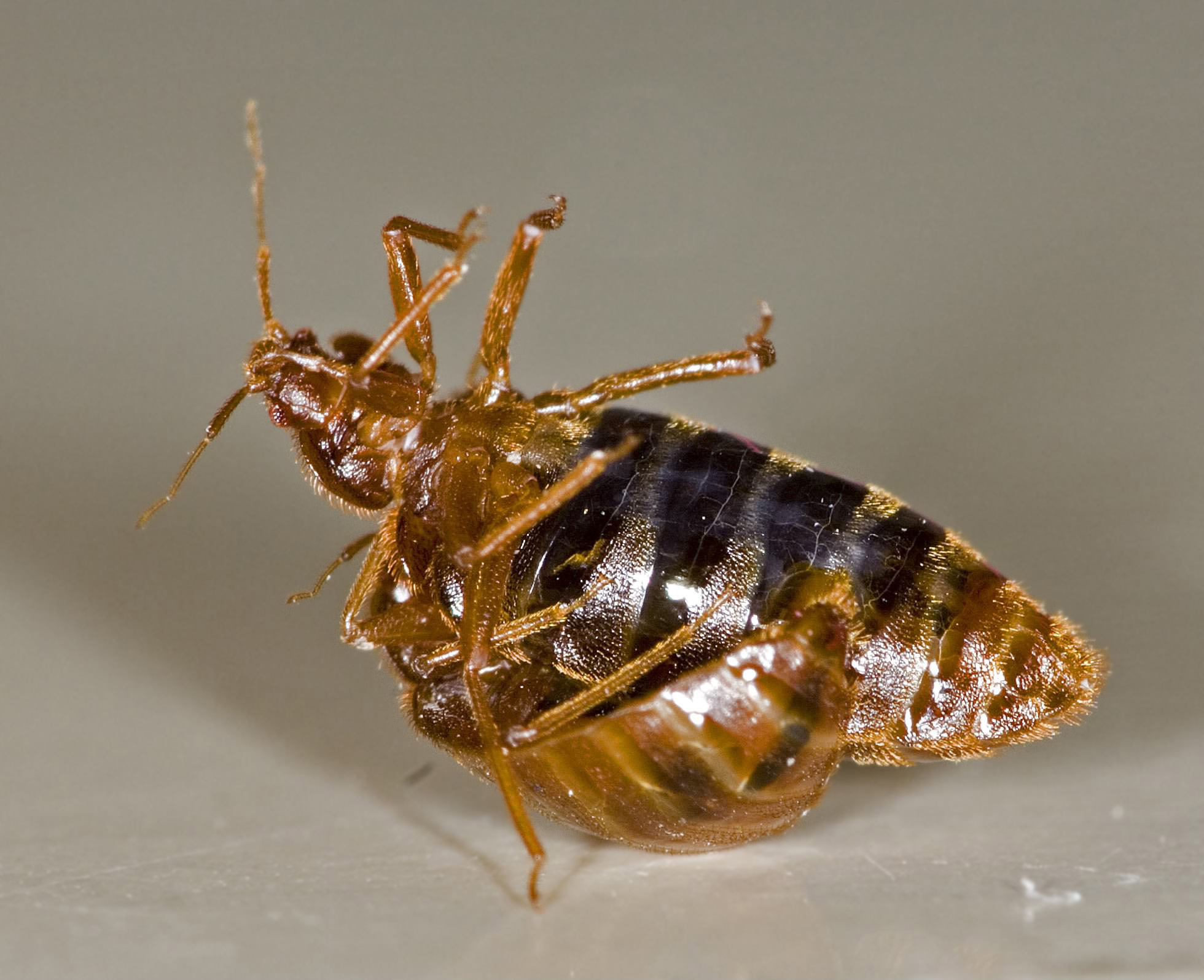 The Top 10 Myths About Bed Bug Treatment Bed Bugs Sprays