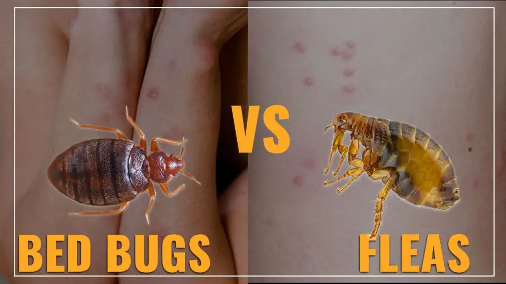 flea bites bug fleas bed vs bugs difference between differences