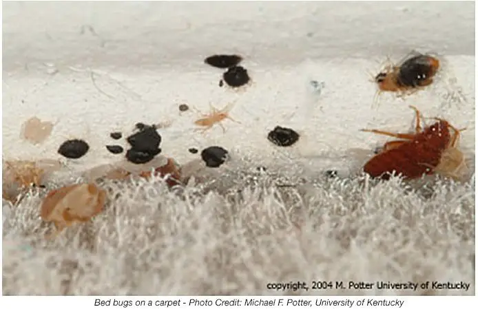 Are Bed Bug Eggs Hard Or Soft