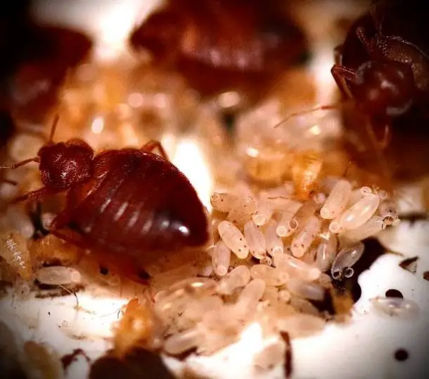 Can Bed Bugs Live in Wood Furniture? Bed Bugs Sprays