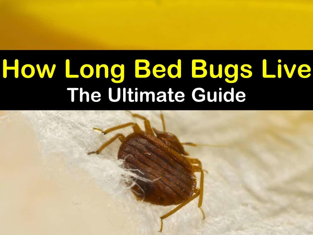 How Long Do Bed Bugs Bites Last